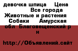 девочка шпица  › Цена ­ 40 000 - Все города Животные и растения » Собаки   . Амурская обл.,Благовещенский р-н